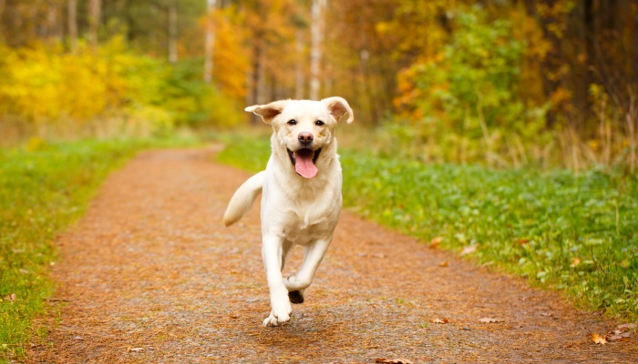 狗狗丢了可以报警吗 可以采取什么措施