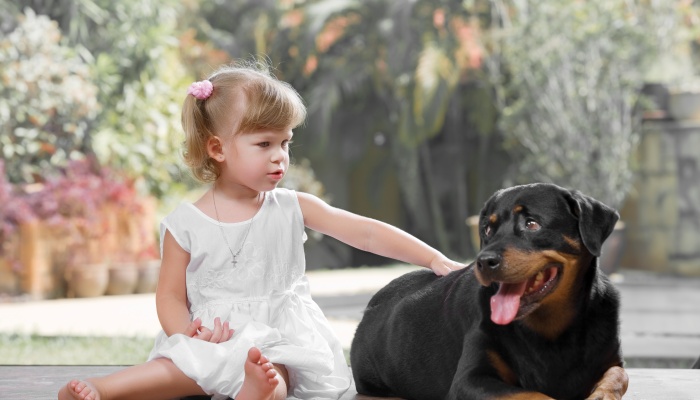 别人主动来摸狗被咬责任怎么划分 怎么赔偿