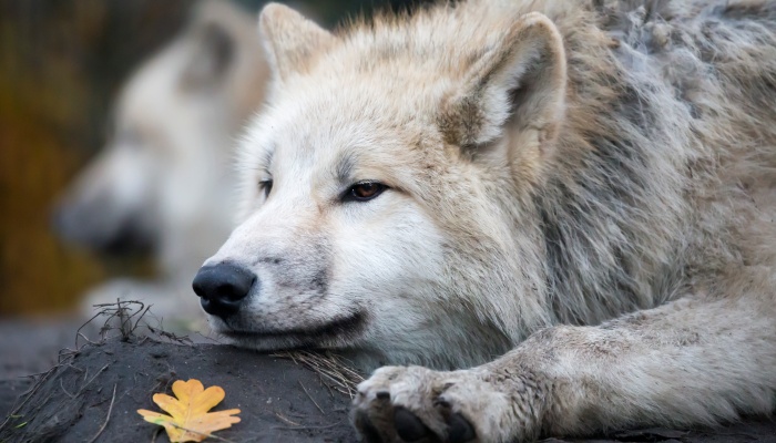 动物致害侵权责任由谁承担 拒绝赔偿如何维权